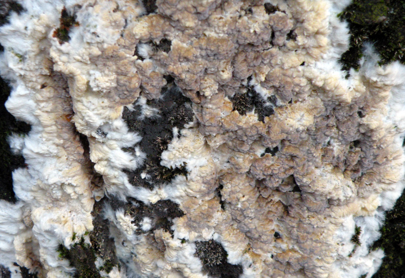 Aphyllophorales in giardino
